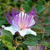 15 Semi - Caper Spice Semi/perenne 9+ view 1