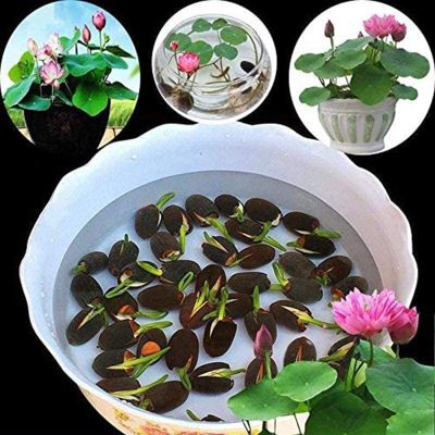 Ordertown 1 Borsa Ciotola Fiore Di Loto Mini Pianta Di Loto Misto Non OGM Per Giardino Semi