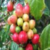 Coffee Bean Tree, Coffea Arabica le raro arbusto semi esotico caff 10 SEMI view 1