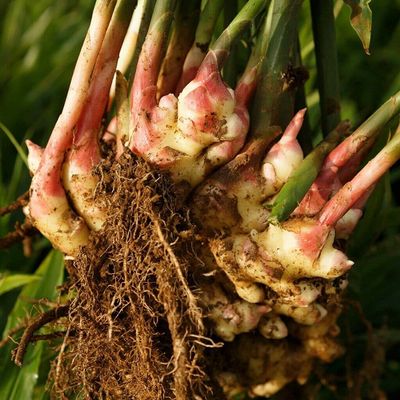 1 Rhizome of Ginger - ZINGIBER OFFICINALE