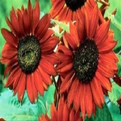 300 Velvet Regina semi di Girasole semi di Fiori