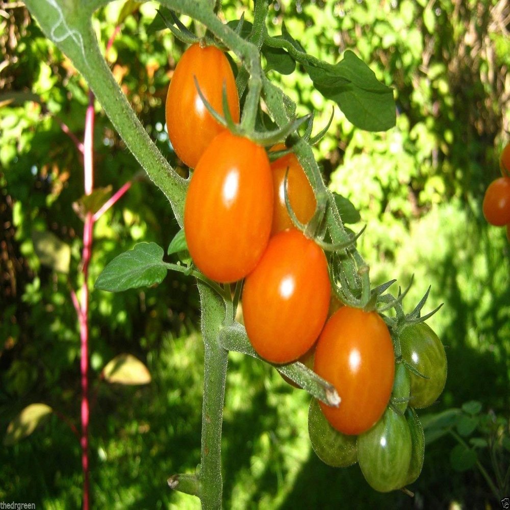 50 Semi Super Sweet Orange uva pomodoro! Organico, Tiny, pomodori, ciliegia