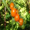 50 Semi Super Sweet Orange uva pomodoro! Organico, Tiny, pomodori, ciliegia view 1