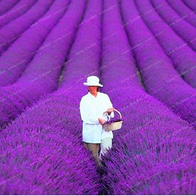 Semi: 100 pc/Sacchetto Provenza Lavanda Molto profumato Organico Lavanda BonsaPianta Fiore Giardino Della casa