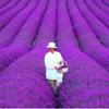 Semi: 100 pc/Sacchetto Provenza Lavanda Molto profumato Organico Lavanda BonsaPianta Fiore Giardino Della casa view 1