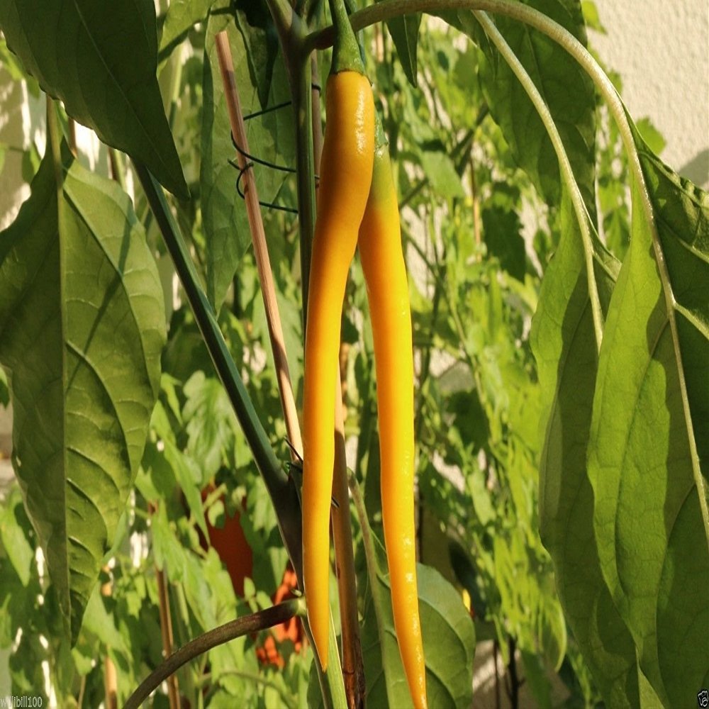 30 sementi biologiche, Golden Cayenne Pepper (Capsicum annuum) freschi, essiccati, in salamoia, Hot Sauce