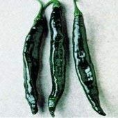 10 Semi di PEP111 Pasilla Bajio (piccante, Caldo al Leggermente Hot Pepper)