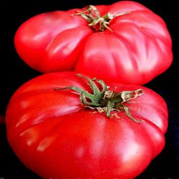 Seme di pomodoro, Mosca Vr, Heirloom Nongmo pomodori, Vecchio Stile Sapore Dolce 50ct