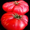 Seme di pomodoro, Mosca Vr, Heirloom Nongmo pomodori, Vecchio Stile Sapore Dolce 50ct view 1