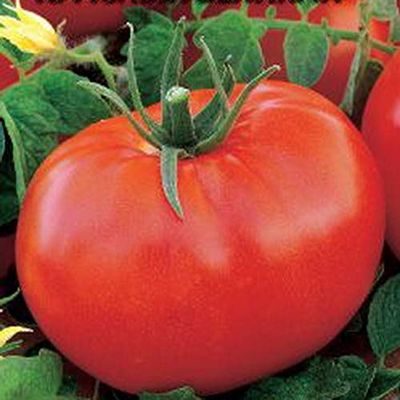 Portal Cool Rare vegetale Organico Pomodoro Semina re dei giganti Giant Size