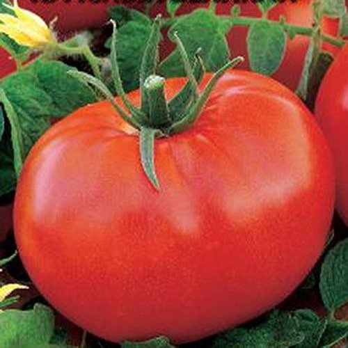 Portal Cool Rare vegetale Organico Pomodoro Semina re dei giganti Giant Size
