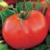Portal Cool Rare vegetale Organico Pomodoro Semina re dei giganti Giant Size