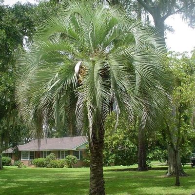 Pindo, Butia capitata, gelatina di frutta Della a commestibili 10-100 - 100 semi