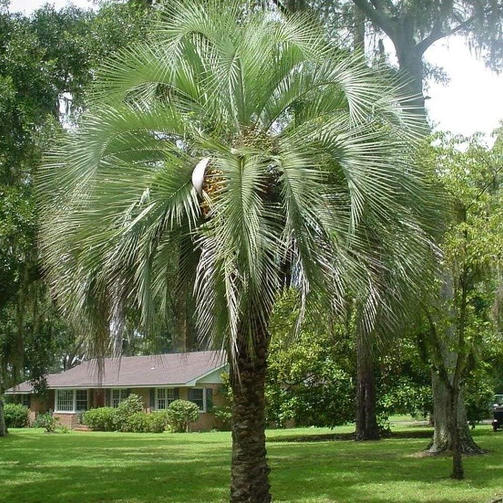 Pindo, Butia capitata, gelatina di frutta Della a commestibili 10-100 - 100 semi