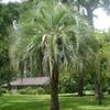 Pindo, Butia capitata, gelatina di frutta Della a commestibili 10-100 - 100 semi view 1