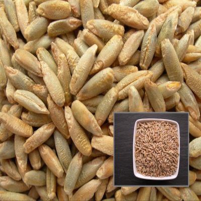 Portal Cool 100 mi: Rye Foraggiamento Pastar - Secale cereale L. - Rye - (fertilizzanti Verdi - Gre - Sem02