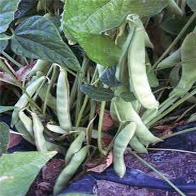 Bean, Polo Romano Semi, biologica, Non OGM, 200 semi per pacchetto, Alimentazione Bean