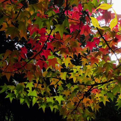 American Gum Sweet Liquidambar Styraciflua - 30 + SEMI