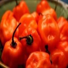 20 Semi Organic Heirloom Habanero Hot Pepper semi nuovi semi per il 2017