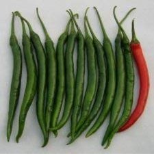 10 Semi di TRN086 Prik Chi FAA (Medium Hot Pepper giapponese)