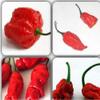Portal Cool Scorpion Carolina Reaper Jolokia Peter Pepe Misto Chilli 100 semi view 1