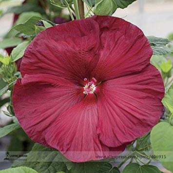 Luna di Miele semi Deep Red Hibiscus, professionale Pack, 20 semi/Pack, The Darkest, la maggior Parte Rosso vellutato mai Fiore E3148