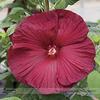 Luna di Miele semi Deep Red Hibiscus, professionale Pack, 20 semi/Pack, The Darkest, la maggior Parte Rosso vellutato mai Fiore E3148 view 1