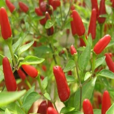 Hot Pepper, Thai Culinary, 20 semi Non OGM