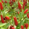 Hot Pepper, Thai Culinary, 20 semi Non OGM view 1