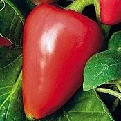 15 Semi di PEP205 Pimento (Dolce Pimento Pepper)