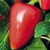 15 Semi di PEP205 Pimento (Dolce Pimento Pepper) view 1