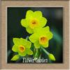 5: Best-Seller! Flor Del Narciso Narciso Narciso Semillas De Absorci & Oacute; N De La Radiaci & Oacute; N Tazetta Semillas De Flores para Habitaciones, 100 Unids/Bolsa, Ue9Uxn view 1