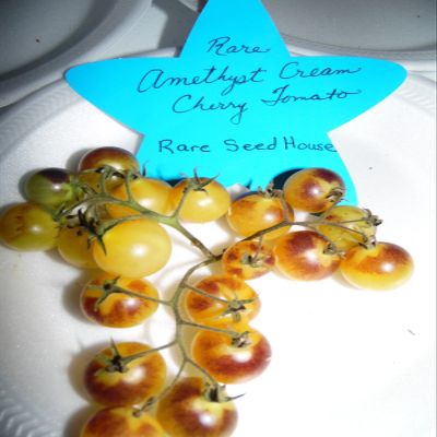 20 Sementi di Ametista Cream Cherry pomodoro! Carichi di Sweet Tomatoes!