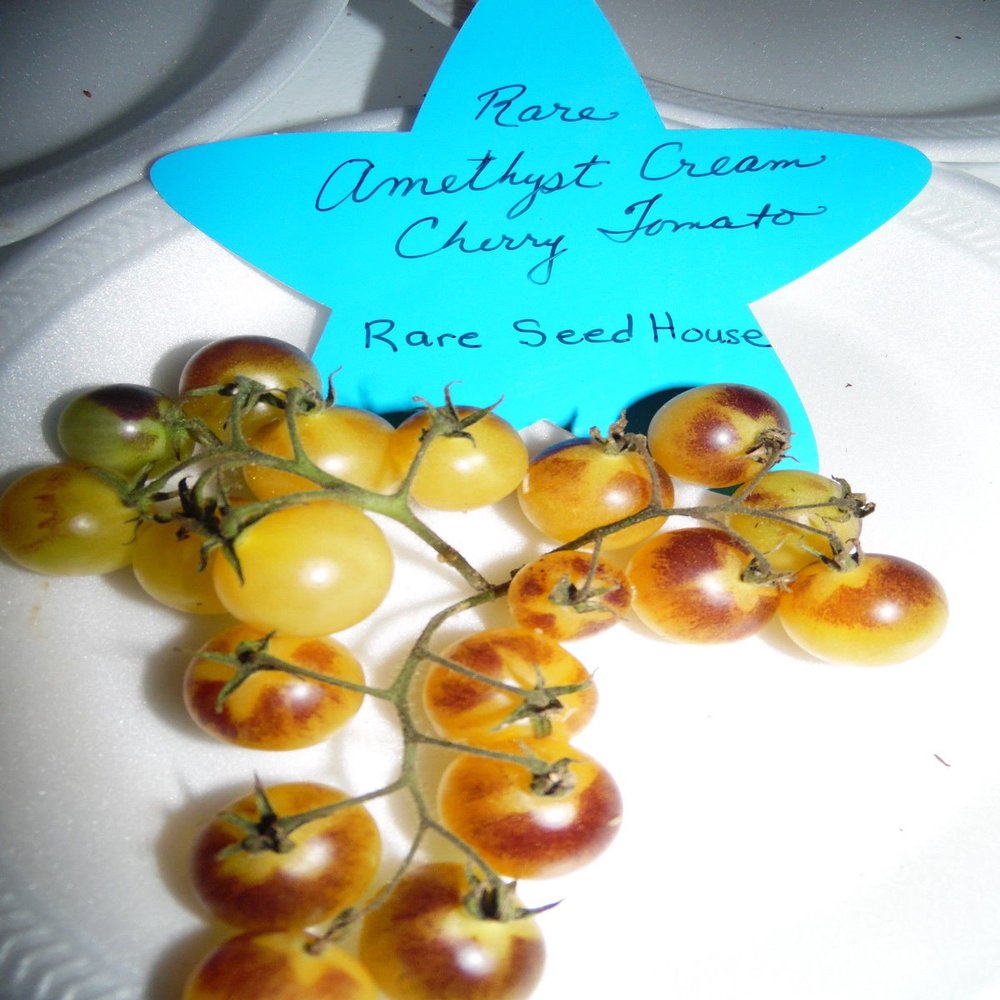 20 Sementi di Ametista Cream Cherry pomodoro! Carichi di Sweet Tomatoes!