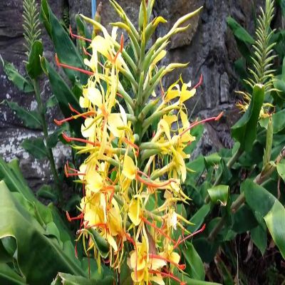 5 Semi di Hedychium gardnerianum Kahili Ginger