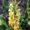 5 Semi di Hedychium gardnerianum Kahili Ginger view 1