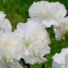 30 semi di garofano Fiore Bianco Puro (Grenadin) view 1