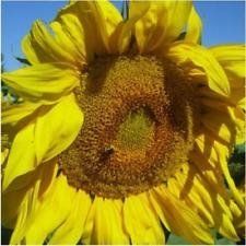 Pacchetto di 60 semi, Salt N' Roast, semi di Girasole Mammoth (Helianthus annuus)