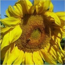Pacchetto di 60 semi, Salt N' Roast, semi di Girasole Mammoth (Helianthus annuus)