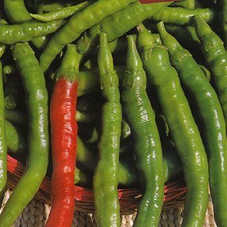 10 Semi di TRM334 Sigaretta Dolce (Dolce alla griglia Pepper)