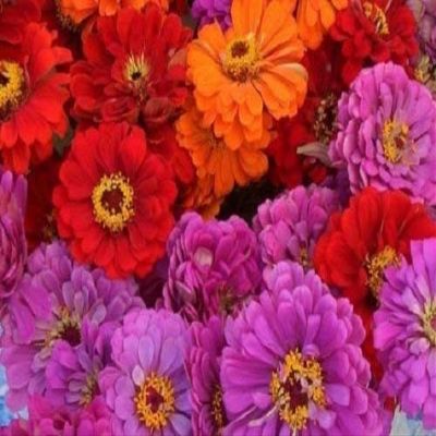 50+ Magellen Mix Zinnia/Lunga Tenuta semi di Fiore annuali