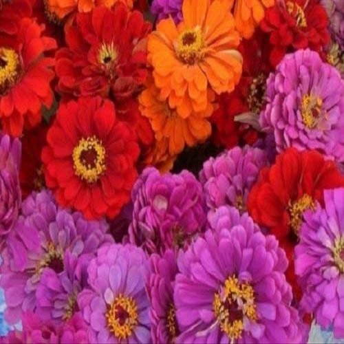 50+ Magellen Mix Zinnia/Lunga Tenuta semi di Fiore annuali