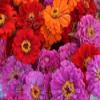 50+ Magellen Mix Zinnia/Lunga Tenuta semi di Fiore annuali view 1
