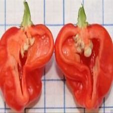 25 Dolce Habanero, Pepe semi, (C. chinense) sembra, odori Come Habanero, nessun calore