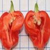 25 Dolce Habanero, Pepe semi, (C. chinense) sembra, odori Come Habanero, nessun calore view 1