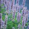 25 semi di JF419 Honey Bee Blu (Agastache urticifolia) view 1