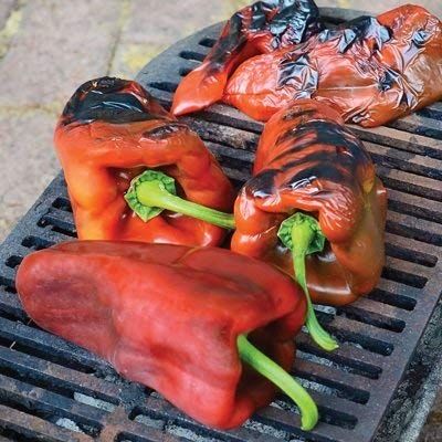 25 semi di Ancho Magnifico Pepper