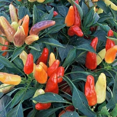 250 Semi di Dolce Pickle - peperoni dolci