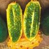 10 Semi di 3508 Jelly Melon view 1