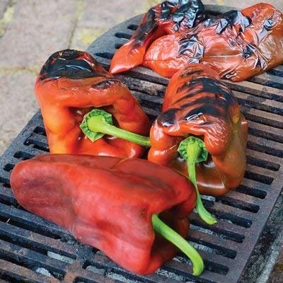 100 semi di Ancho Magnifico Pepper